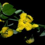 Senna chrysocarpa