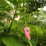 Stachytarpheta mutabilis Flower