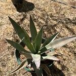 Agave palmeri Ліст