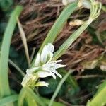 Allium triquetrum Bloem