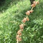 Salvia austriaca Fruit