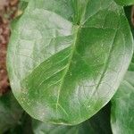 Arum cylindraceum Blad