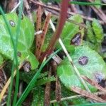 Pyrola chlorantha পাতা