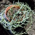 Senecio radicans Hoja