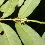 Erythroxylum macrophyllum Лист