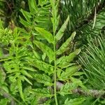 Cardamine impatiens Blad