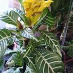 Aphelandra squarrosa برگ