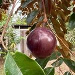 Chrysophyllum cainito Fruto