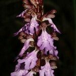 Himantoglossum metlesicsianum Blomma