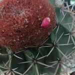 Melocactus matanzanus Květ