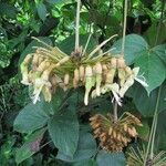 Mucuna holtonii Іншае