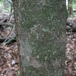 Ouratea guianensis Bark
