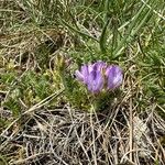 Astragalus danicus Blüte