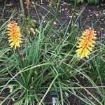 Kniphofia linearifolia Leaf