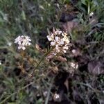 Lepidium graminifolium Flower