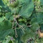 Arctium lappaഫലം