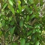 Phoradendron piperoides Habit