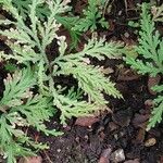 Selaginella umbrosa