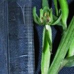 Habenaria alata その他の提案