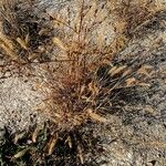 Elymus canadensis Hábitos