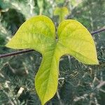 Ipomoea indica Лист