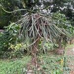 Hylocereus trigonus Blad