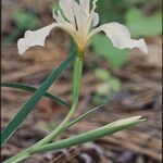 Iris hartwegii Habit