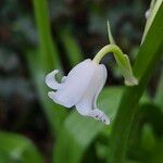 Hyacinthoides × massartiana Blodyn