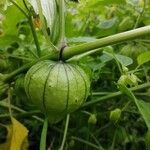 Physalis philadelphica Fruchs