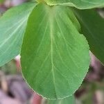 Euphorbia helioscopia Leaf