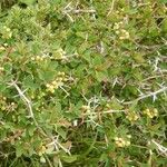 Berberis aetnensis عادت داشتن