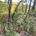 Solidago bicolor Floare