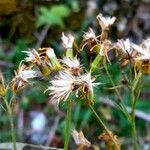 Senecio cacaliaster Owoc