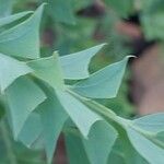 Acacia cultriformis Blad