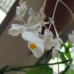 Begonia maculata Blomst