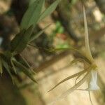 Angraecum angustum Flower