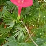 Ipomoea x multifida Flower