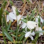 Acis fabrei Habit