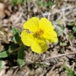 Helianthemum nummulariumΛουλούδι