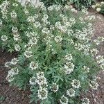 Cleome gynandra Hábito