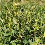 Barleria eranthemoides Altul/Alta