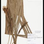 Geonoma macrostachys Плод