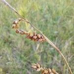 Carex panicea Frukt