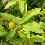 Hypericum monogynum Foglia