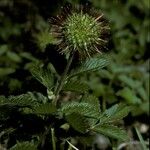 Acaena ovalifolia Fruit