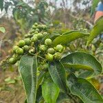 Mussaenda arcuata Fruit