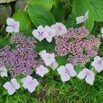 Hydrangea sargentianaFlor