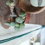 Conophytum minutum 葉