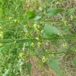 Rubia cordifolia 花