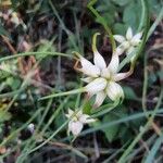 Allium canadense Frucht